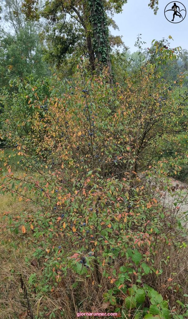tra i boschi di tigliole autunno