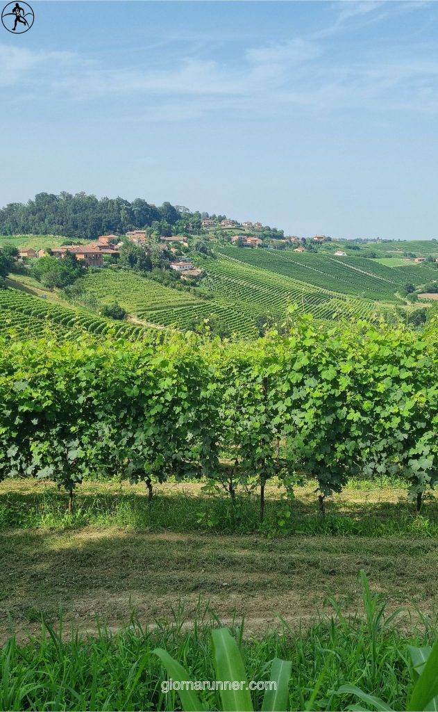 campagne vigneti san martino alfieri govone