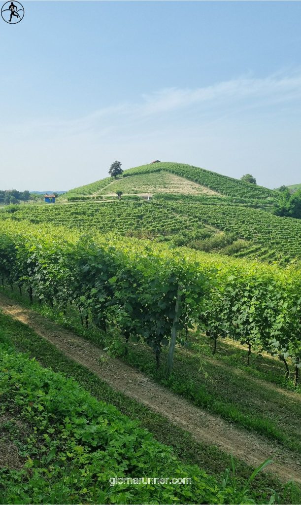 campagne vigneti san martino alfieri govone 