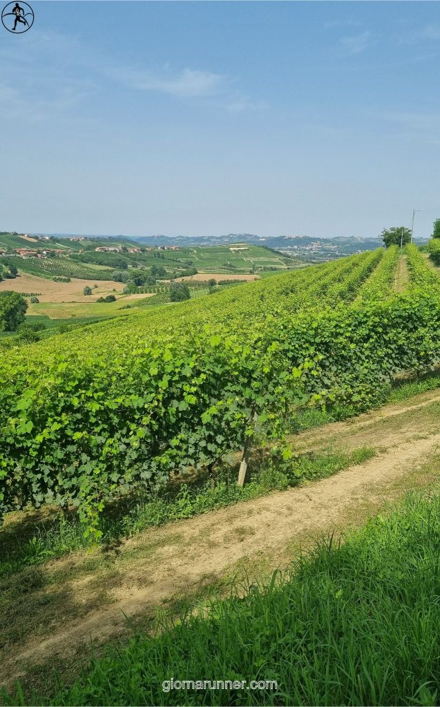 campagne vigneti san martino alfieri govone (