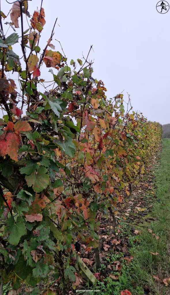 San Damiano d'Asti vigne autunno