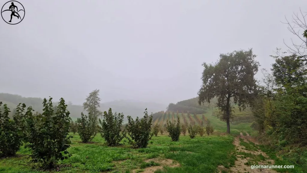 San Damiano d'Asti Fiera del Tartufo san luigi