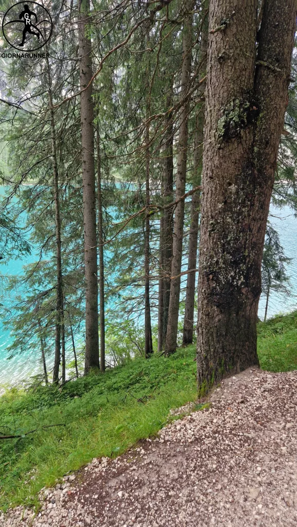 lago di braies abeti