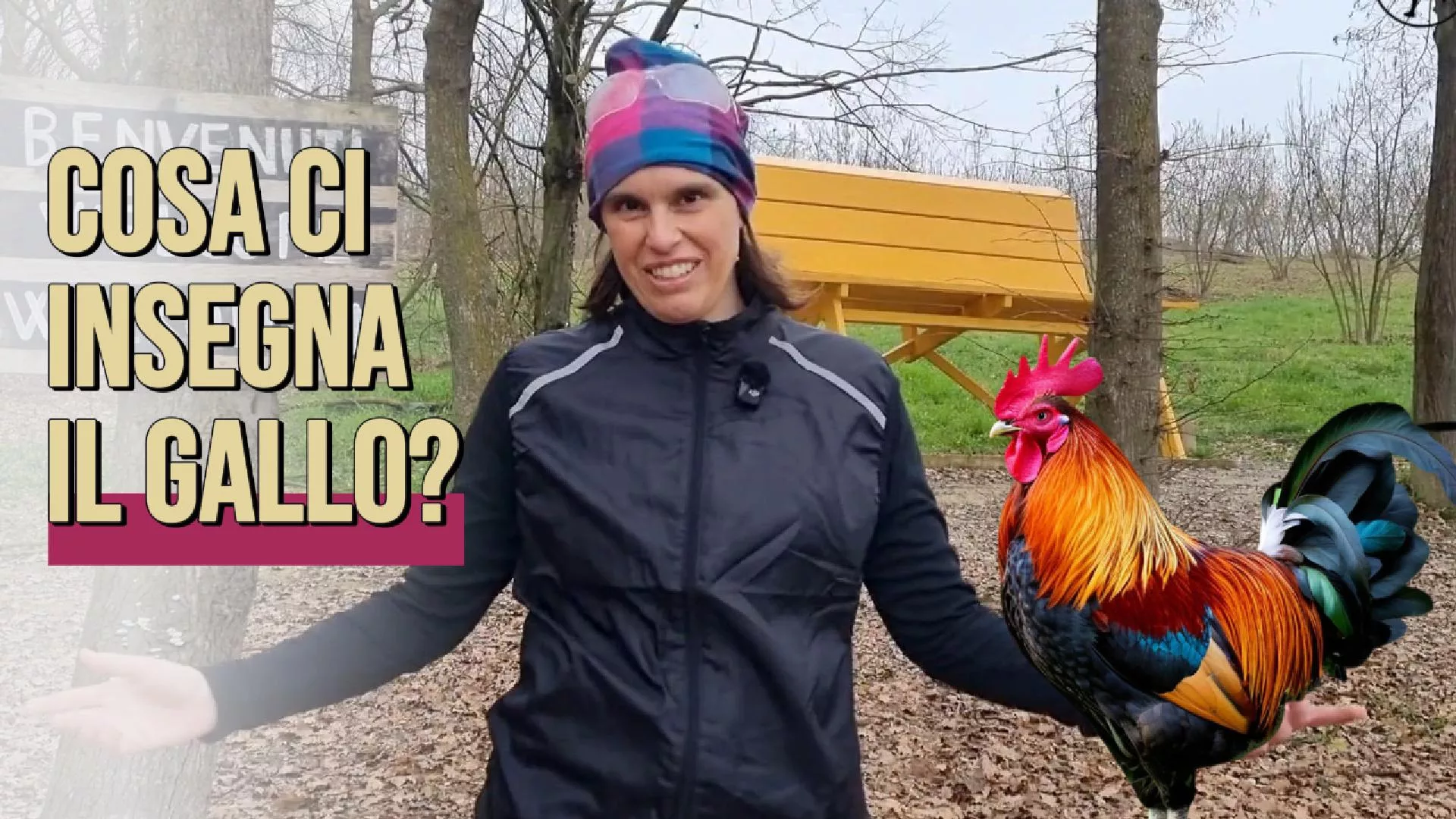 Proverbio piemontese sul comportamento del gallo