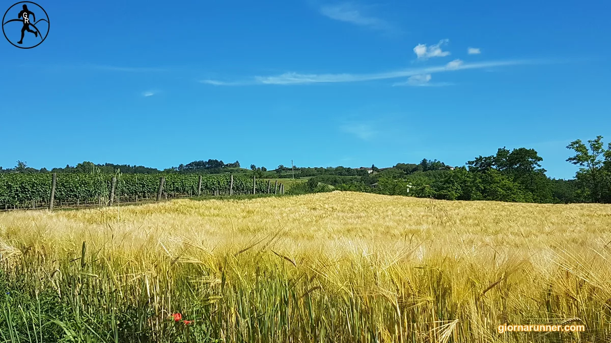 Dal chicco al grissino: i sapori di collina tra farine, cereali, birra e Roccaverano DOP