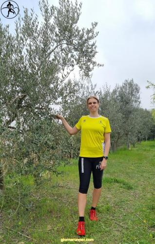 ulivi monte oliveto
